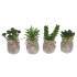Cactus in Glass Vase