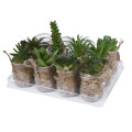 Cactus in Glass Vase Flowers Cactus in Glass Vase Flowers