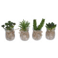 Cactus in Glass Vase Flowers Cactus in Glass Vase Flowers