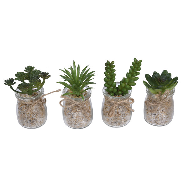 Cactus in Glass Vase Flowers Cactus in Glass Vase Flowers