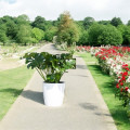 Flower Pot "Shiny"  Pots 