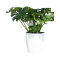 Flower Pot "Shiny"  Pots 
