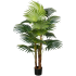 Φυτό Tropicana